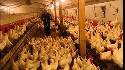 C'est pas sorcier -POULES ET COQS EN STOCK