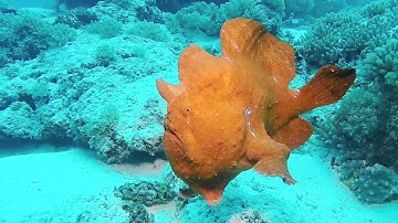 Zanzibar diving video: Macro life at Mnemba island