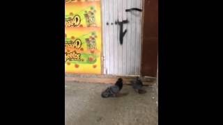 Trabzon Tepeli Güvercinustaları Grubu