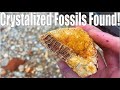 Crystalized Fossils Found Rockhounding in Missouri | Spring 2022
