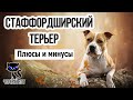 ✔ Стаффордширский терьер: достоинства и недостатки породы