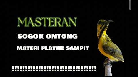 MASTERAN SOGOK ONTONG JUARA FULL MATERI PELATUK SAMPIT
