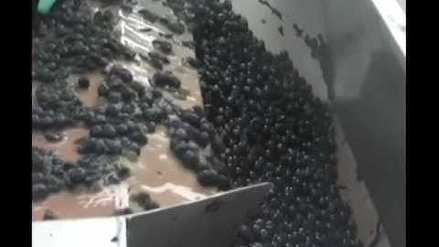 SELECTION LINE-RECEPTION GRAPE DESTEMMING/CRUSHER-RECEPTION RAISIN EGRAPPOIR/FOULOIR