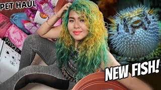 MEET MY NEW PUFFERFISH! -PET HAUL-