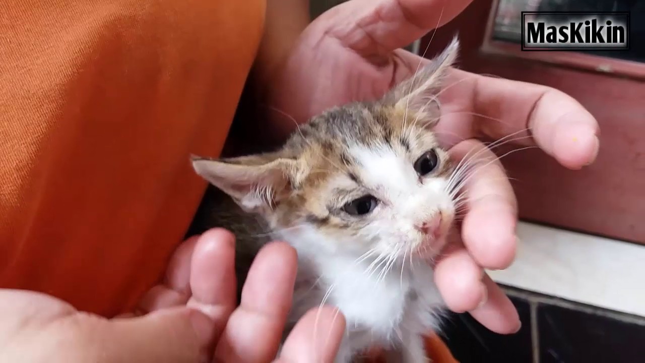 81 Gambar Obat Cacing Kucing Kekinian