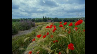 Rando: Egly / Bruyeres-le-Chatel / Groupe: Thichvivu