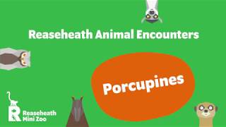 Reaseheath Mini Zoo Animal Encounters - Porcupines