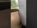 Wyd? (U don’t go to jail after second option) #shorts #like #subscribe #comment