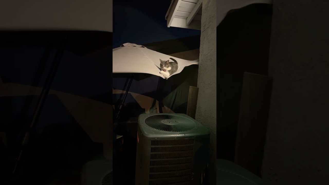 Jaguars Knows How To Beet The Heat Hahaha He Probably Thinks S Flying