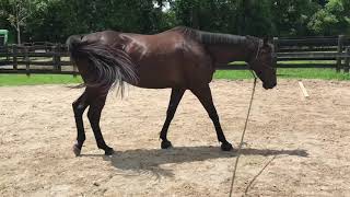 Finding Hindlimb Lameness with The Horse PT