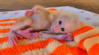The Baby Monkey Is Hungry And Drinks Its Mothers Milk, And It Is So Pitiful.