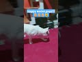 good luck guys #cat #vlog 🥚😺🥚