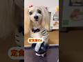 【喋る犬】ちょこっと動画No.5 衝撃！でしたw #しゃべる犬 #かわいい犬 #kawaii #マルチーズ #マルプー #強風オールバック #オリジナル曲
