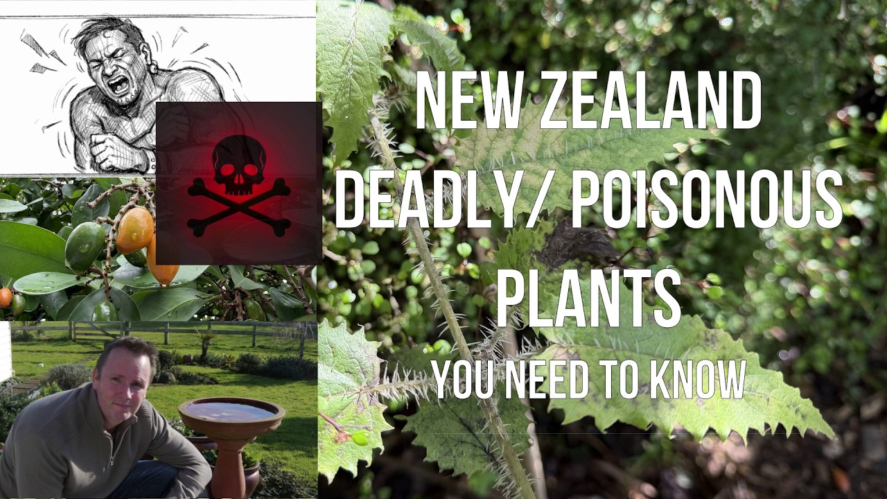 Самые смертоносные и ядовитые растения Новой Зеландии. Что вам нужно знать.