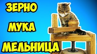 РЕАКЦИЯ КОТА НА МУКУ | КОТ ТИГРА ДЕЛАЕТ ХЛЕБ | ПОМОЛ ЗЕРНА НА КАМЕННОЙ МЕЛЬНИЦЕ РЕАКЦИЯ КОТА НА МУКУ | КОТ ТИГРА ДЕЛАЕТ ХЛЕБ | ПОМОЛ ЗЕРНА НА КАМЕННОЙ МЕЛЬНИЦЕ