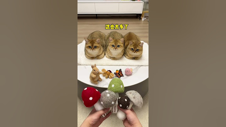 【牛奶是只猫】以后再也不用排队队睡猫窝了