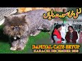 Daniyal Cats Setup Persian Cat Himalayan Cat How to feeds and Care Informative Updates Video