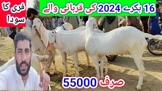 2024 کی قربانی والے بکروں کی شاندار افر خلیل گوٹ فارم کی طرف سے 10 ہزار بکرا سستا