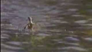 Slowmotion: Geko