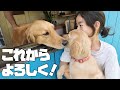 【ゴールデンレトリバー仔犬】お姉ちゃん達とドキドキの初対面!3姉妹の面白可愛い生活がパワーアップしましたw