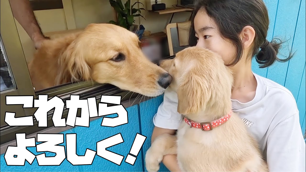 ゴールデンレトリバー仔犬】お姉ちゃん達とドキドキの初対面！3姉妹の