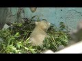 ホッキョクグマの赤ちゃん大ピンチ！ 天王寺動物園 Baby Polar Bear at Tennoji Zoo