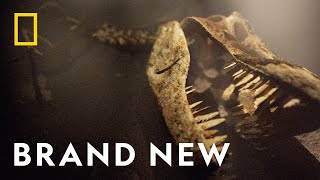 The Mysteries of Prehistoric Beasts | Lost Beasts Unearthed | National Geographic UK