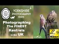 Yorkshire Photography Hides - The Finest Kestrels in the UK