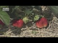 Plantarea de toamnă a căpșunului