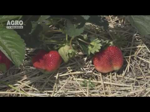 Video: Căpșuni Sub Agrofibre: O Schemă Pentru Plantarea Lor Toamna Sub Un Material De Acoperire. Tehnologia Cu Trei Linii și Tehnologia Cu Două Linii, Caracteristici Ale Utilizării Agrofi