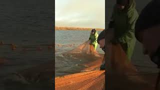 🌍 Сибирская ряпушка: где её найти и как поймать