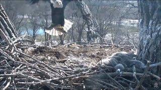 Decorah Eagle Mom Flies In With Two Fish