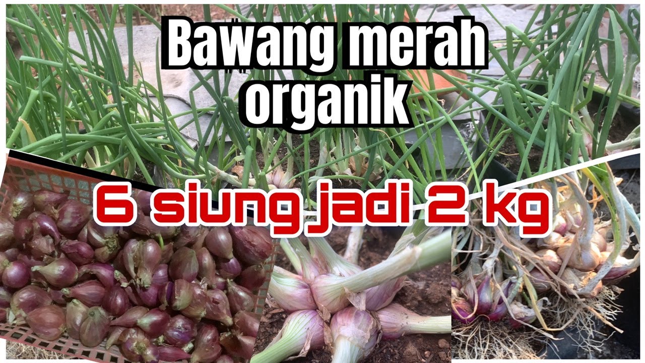 Growing red onions | Cara Menanam Bawang Merah Hasil Melimpah #bawangmerah #bawang #onions