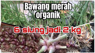 Growing red onions | Cara Menanam Bawang Merah Hasil Melimpah #bawangmerah #bawang #onions