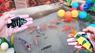 catch glofish, panda goldfish, botia fish, lobster, angel fish, molly fish, koi fish, platy fish