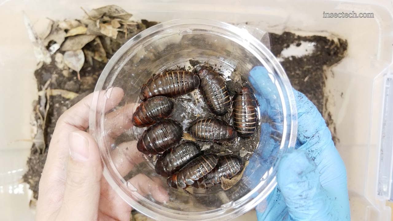 ユーカリ　プンクタータ　乾燥葉　　鳥等　餌500g ヨロイモグラゴキブリ ユーカリ プンクタータ 乾燥葉 餌500g ヨロイモグラゴキブリ