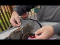 Choosing the Right Upland Game Bird for Taxidermy