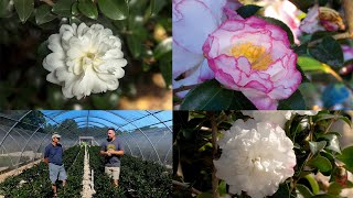 Download lagu October Magic Camellias with the Plant Breeder Bobby Green