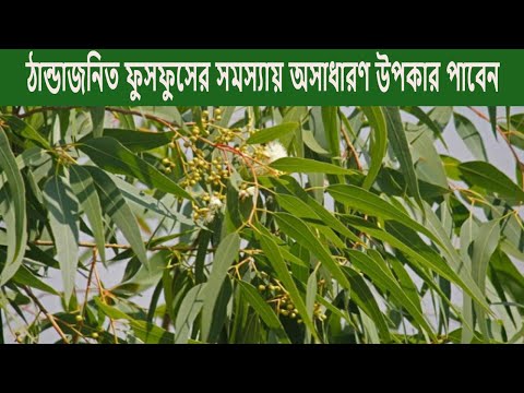 ভিডিও: একচেটিয়া গাছের বৈশিষ্ট্যগুলি কী কী?