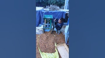 Crashing Apricot Seeds for Oil | Mountain Life in Gilgit-Baltistan