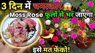 Moss Roseportulaca म सरफ 3 दन म आएग फल Increase Flowers On Moss Rose Portulaca Care