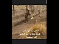 عجائب وطرائف اغرب المشاهد اسد يقبل يدكلب
