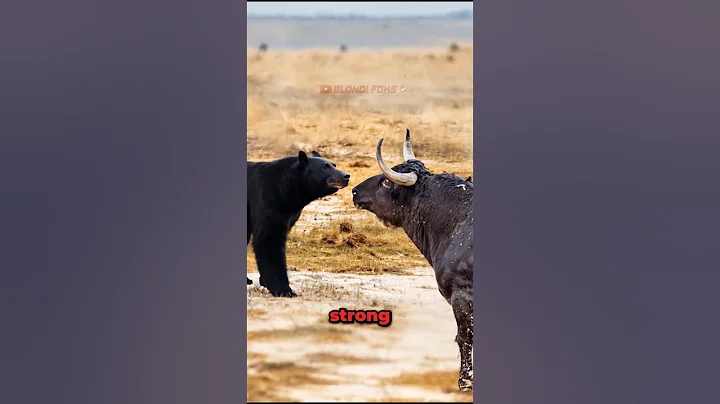 Black Bear VS Bull Encounter Face to Face!