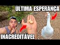 Quebrei o Mini Ovo e nunca TINHA VISTO ISSO | Briga das Pombas | Atualização Ninhos | Aves Recriar