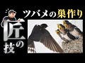 【超絶技巧！】ツバメの巣と子育てすごい。ツバメの生態