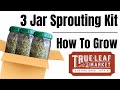 How to grow3 jar sprouting kit