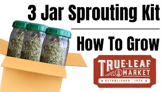 How To Grow//3 Jar Sprouting Kit