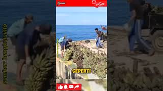 Pulau Enggano Lumpuh Total!