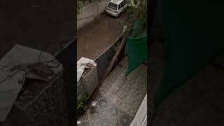 Tree Falls Due to Heavy Wind as Man Records Bad Weather