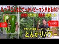 とんがりパワー　味も大きさも規格外のジャンボピーマン！　もうピーマンが嫌いなんて言わせない！　肉厚でジューシーで甘いピーマン食べてみませんか？